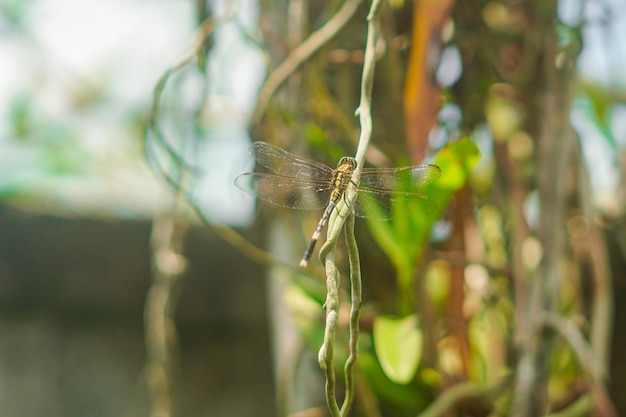 dragonfly that perches on a plant branch during the day nature background premium photo