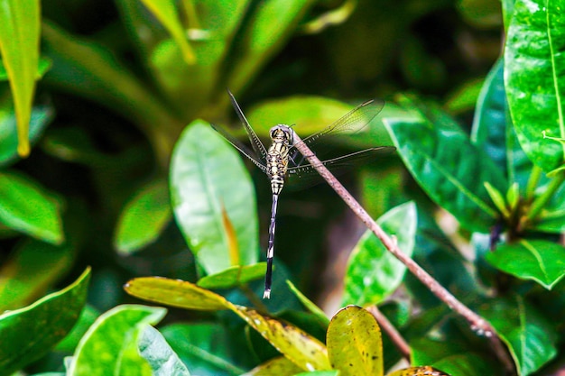 dragonfly that perches on a plant branch during the day nature background premium photo