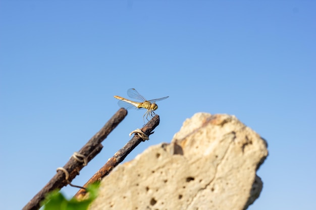 dragonfly on the top of the rock