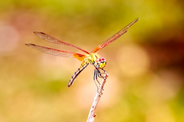 Dragonfly on treetops