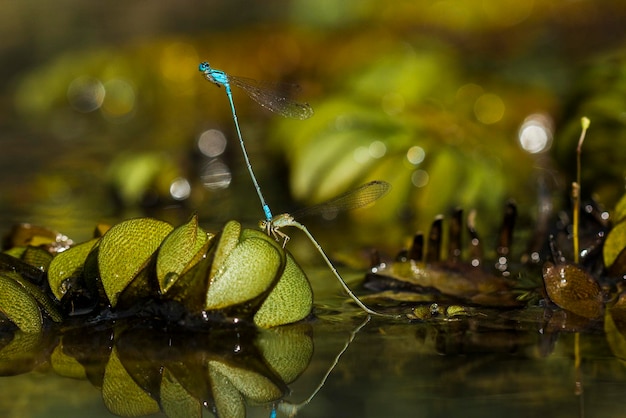 Dragonfly in Unique Pcace