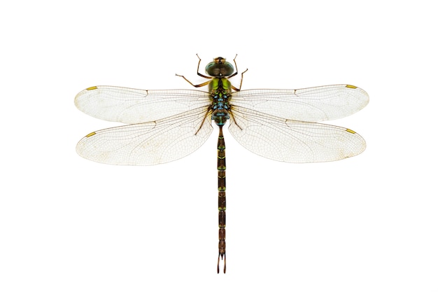 Dragonfly on a white background