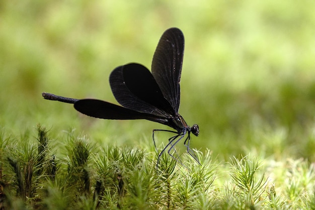 Photo a dragonfly with a black body and a black body