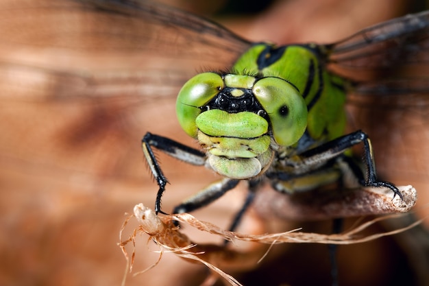 Dragonfly with green big eyes on a dry branch in a brown background