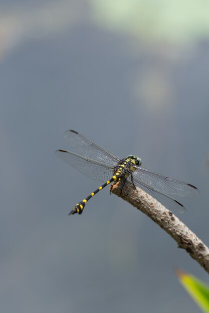 Dragonfly in yellow and black on a plant in wild blurred a green nature background