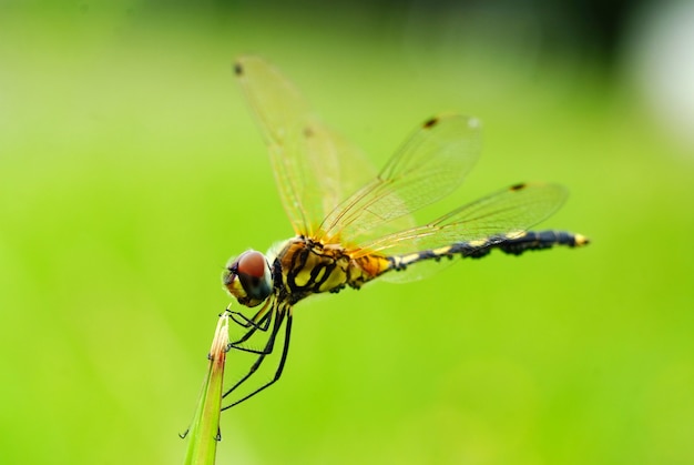 dragonfly