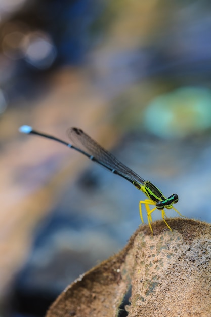 dragonfly