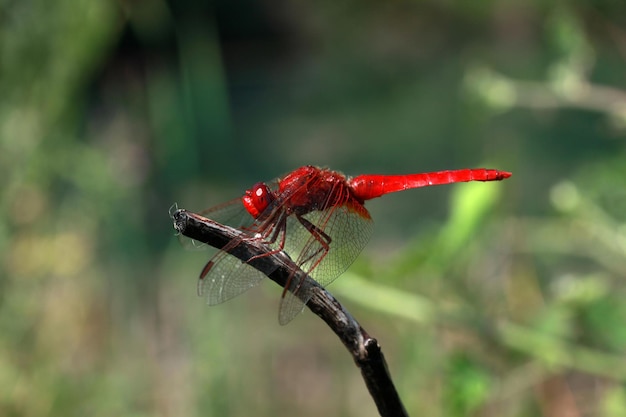 Dragonfly