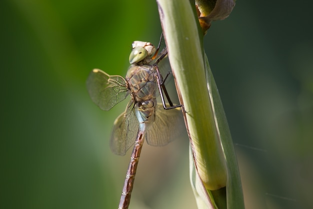 Dragonfly