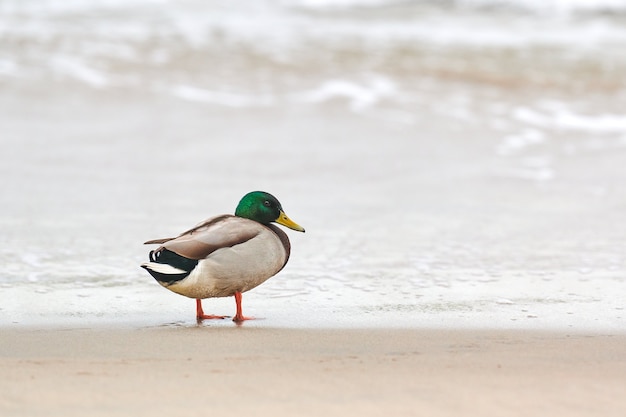 Drake mallard duck standing on coast near Baltic Sea