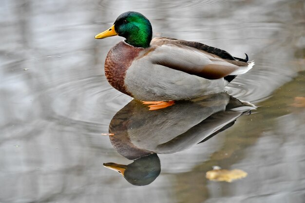 Drake mallard with reflection on water