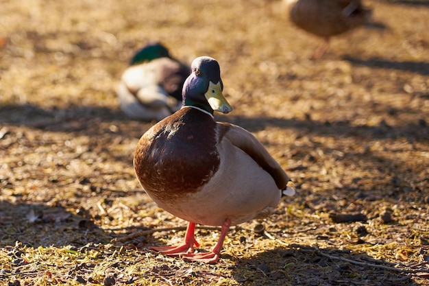 Drakes bask in the sun in the spring