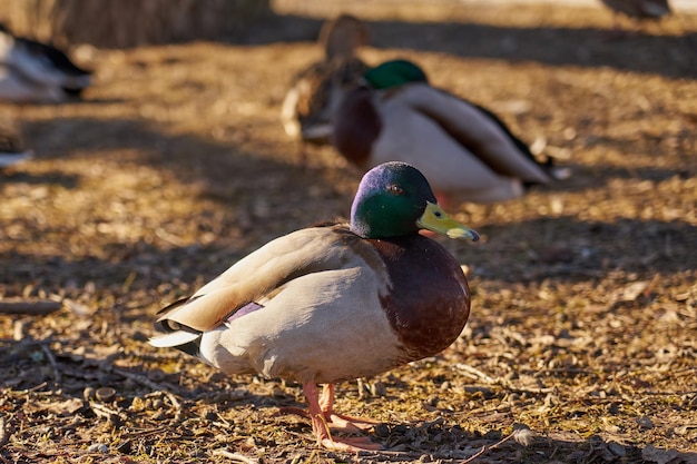 Drakes bask in the sun in the spring