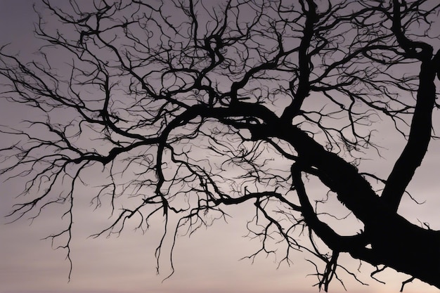 A dramatic black and white tree landscape