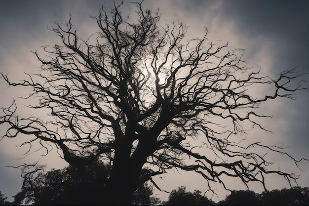 A dramatic black and white tree landscape