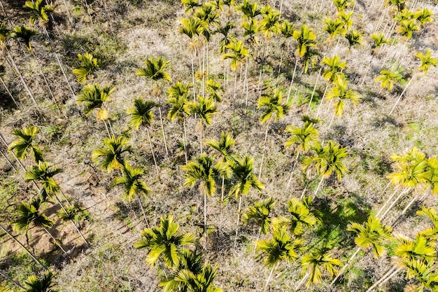 Dramatic drone view of betel nut tree at Taiwan