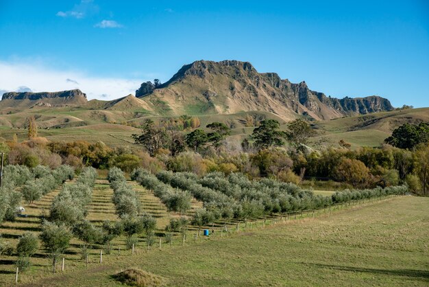 The dramatic extreme terrain of the mountain ridge known as Te Mata Peak towering above the rural farmland