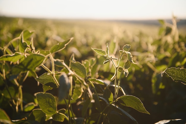 Dramatic landscape at sunset Soybean lit by sunrays Selective focus on detail