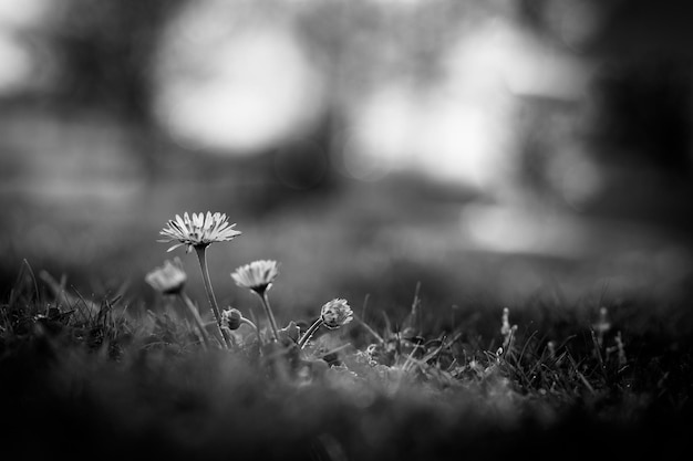 Dramatic lighting with daisy flower closeup and blurred background