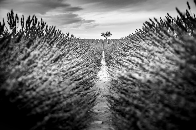 Dramatic lonely tree under dark clouds between lavender flower lines. Tree of hope conceptual