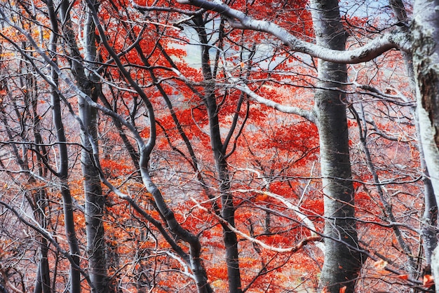 The dramatic scene Autumn in the Carpathians.