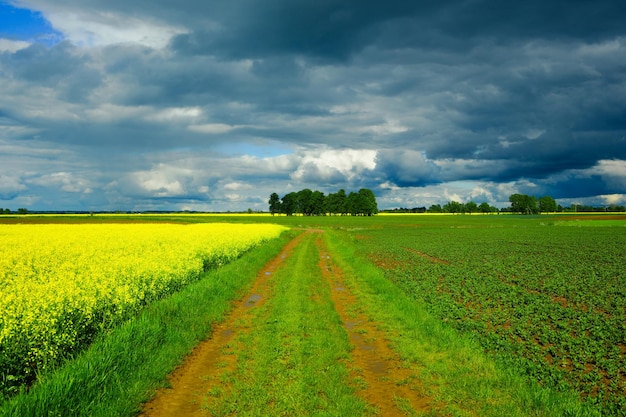 dramatic skies and agricultural fields