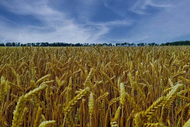 Dramatic sky on yellow wheat field agriculture