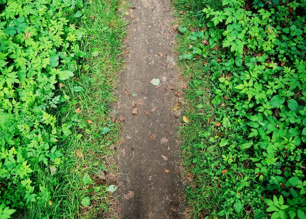 Dramatic summer forest path view from above background