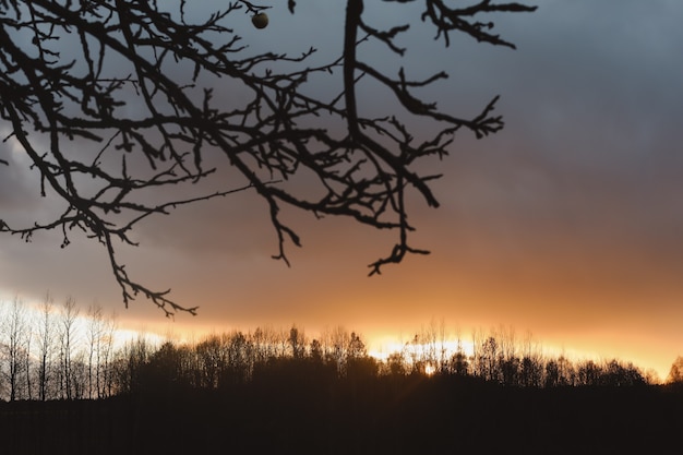 Dramatic sunset sky through silhouettes of trees and leafs