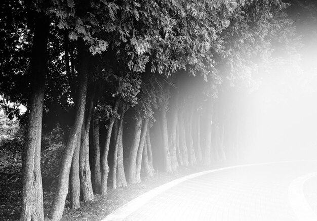 Photo dramatic tree alley in summer park landscape background