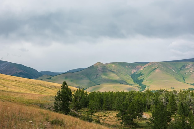 Dramatic view to coniferous forest and high mountain range in sunlight in changeable weather Colorful mountain landscape with green forest and sunlit hills against large mountains under cloudy sky