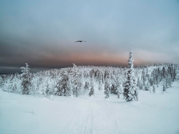 Dramatic winter minimalistic northern background with trees plastered with snow against a dark snowy sky Arctic harsh nature Mystical fairy tale of the winter raven forest