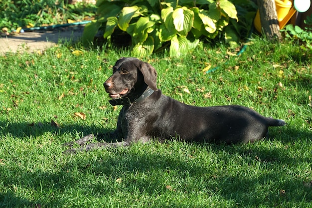 Drathaar breed dog lies on green lawn grass and looks to the side