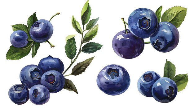 a drawing of blueberries with leaves and leaves