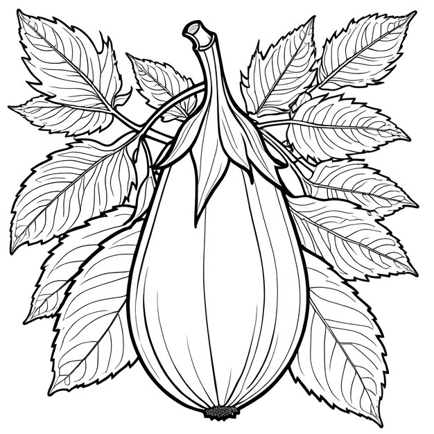 a drawing of a brinjal coloring page concept