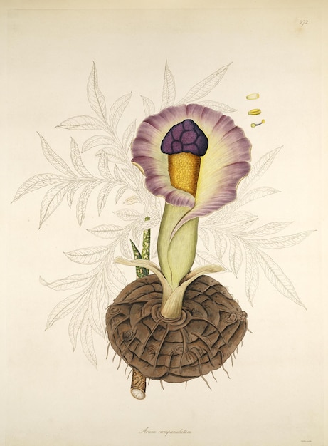 a drawing of a flower with a purple flower in it