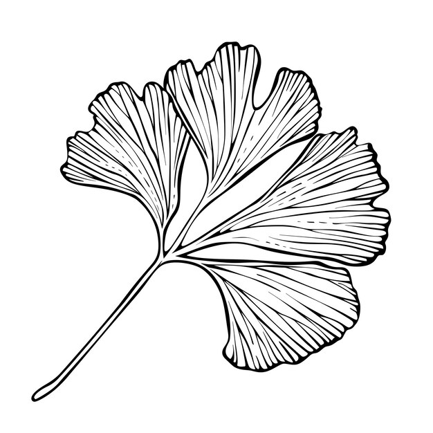 Photo a drawing of a ging leaf on a white background