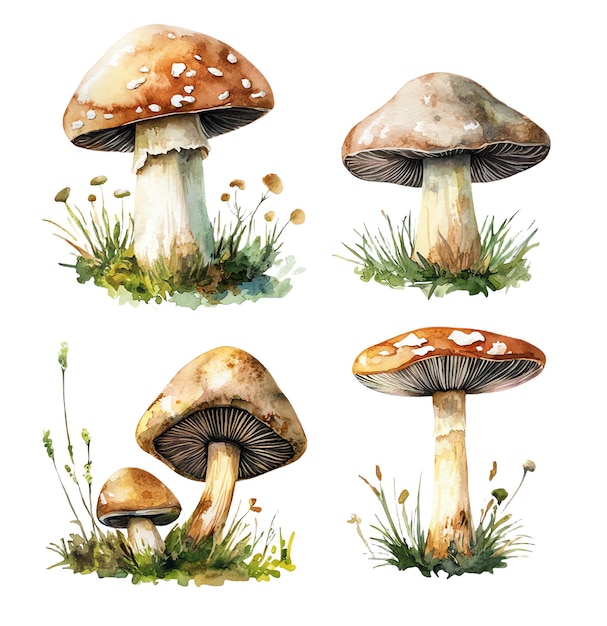 a drawing of mushrooms and grass with the words mushrooms on it