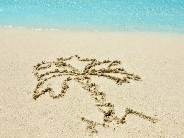 Drawing  "Palm-tree"  in the sand on a tropical island,  Maldive