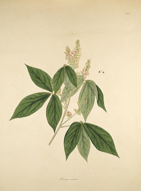 a drawing of a plant with green leaves and flowers