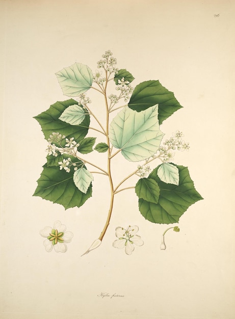 a drawing of a plant with leaves and flowers