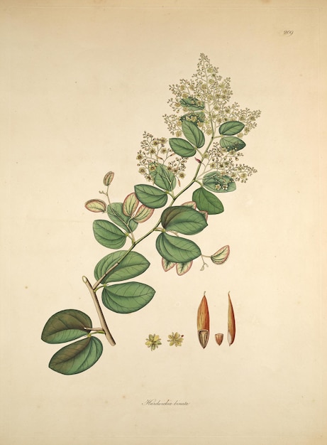 a drawing of a plant with leaves and flowers