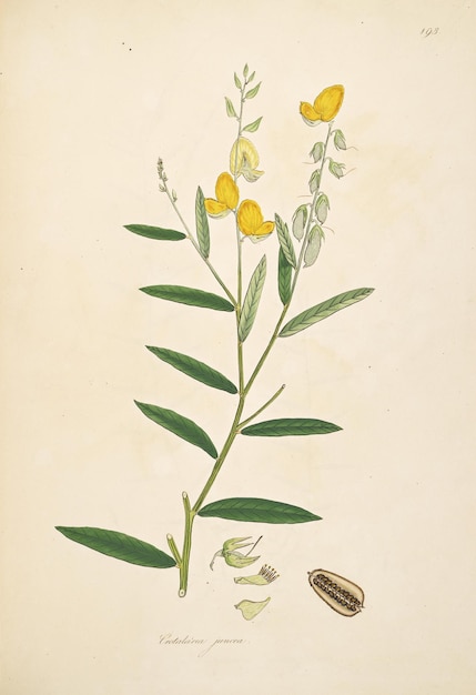 a drawing of a plant with a yellow flower and leaves