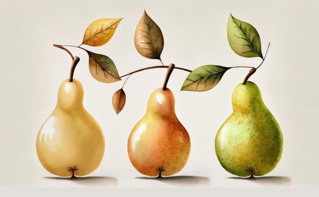 A drawn pears on white background watercolor fruit organic food illustrations ai generated