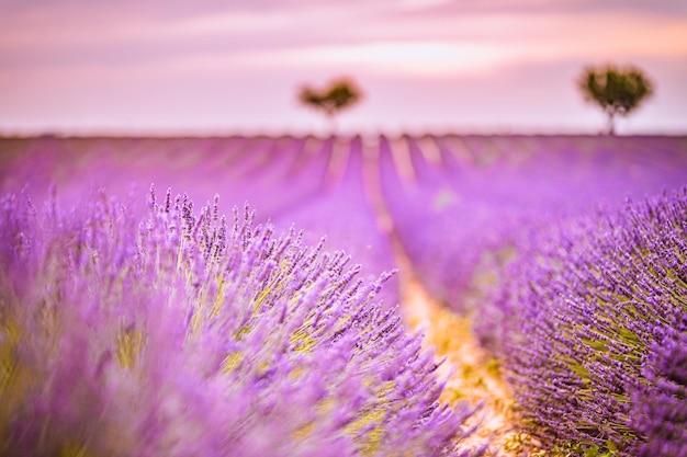 Dream fantasy summer flowers, blooming lavender in sunset light, abstract colorful closeup nature.