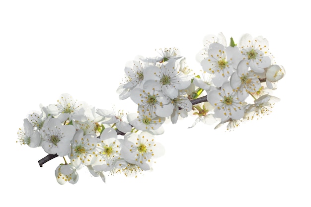 Dreamy cherry blossoms as a natural border studio isolated on white background