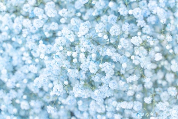 Dreamy pastel blue flower bushes baby breath wallpaper blooming vibrant gypsophila