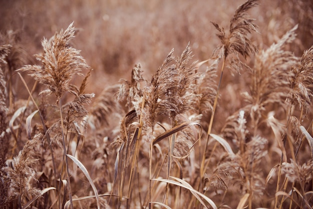 dried autumn grass background