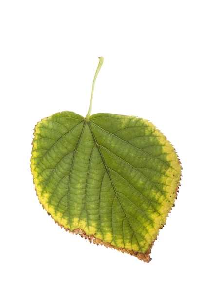 Dried autumn leaf isolated 