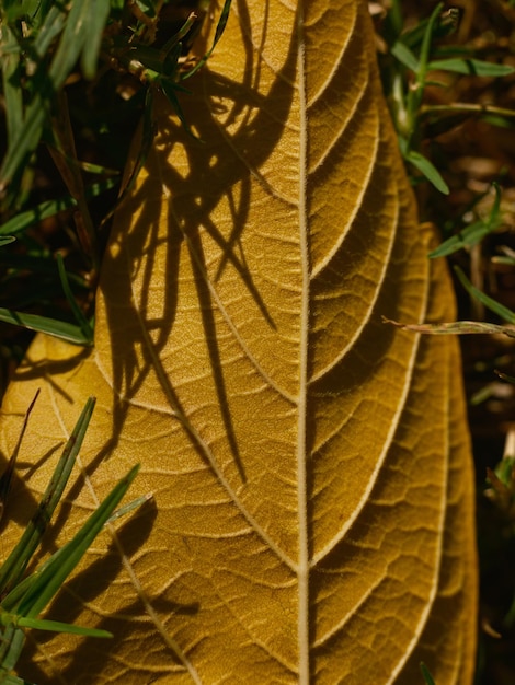 Dried autumn leaf